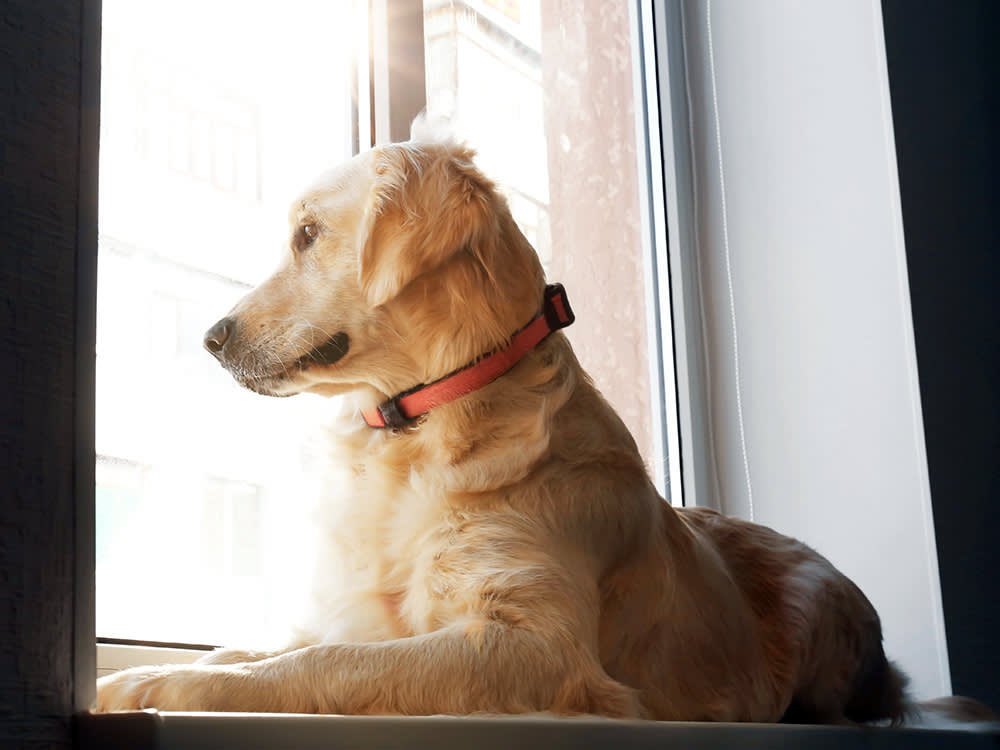 A $10 Service Rescues Your Pet After the Rapture. It Asks a Real Question