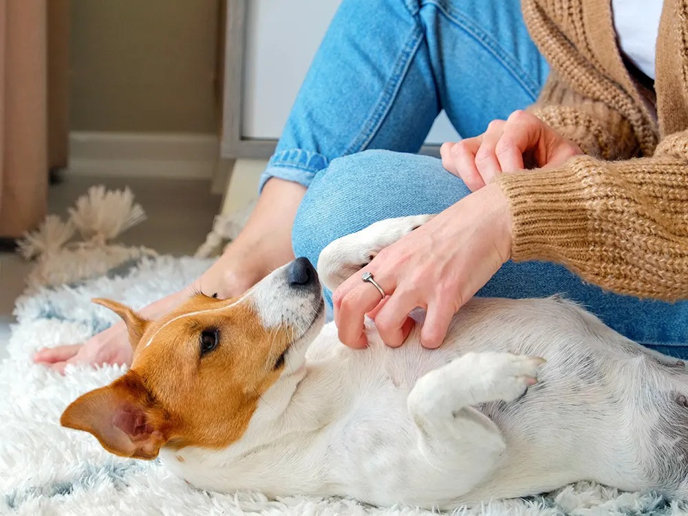 Yes, Your Dog Has a Belly Button. Here's Where to Find It (and When to Worry).