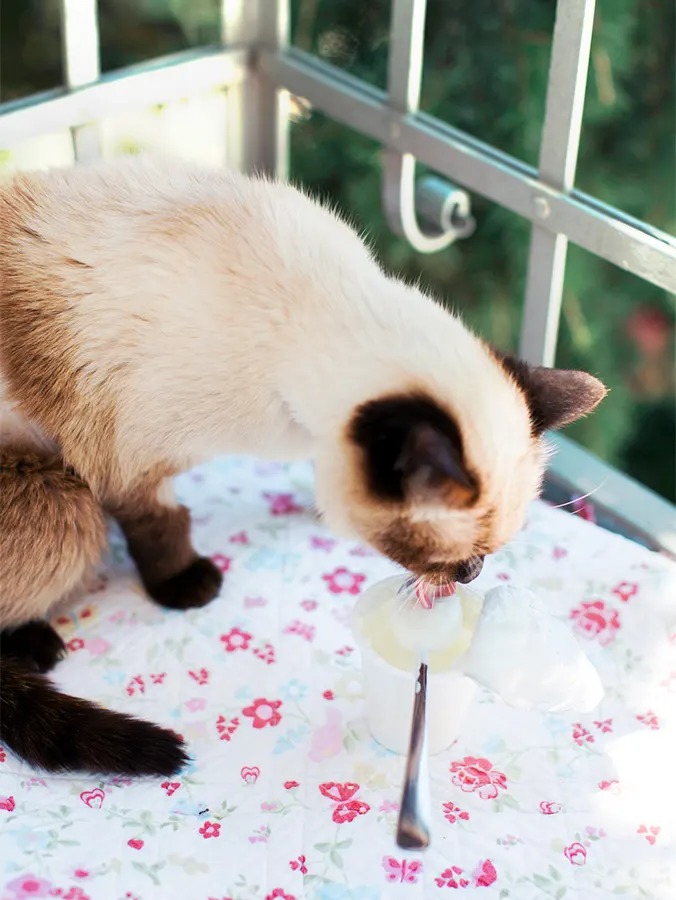 Yogurt Won't Fix Your Cat's Gut. Here's What Actually Might.