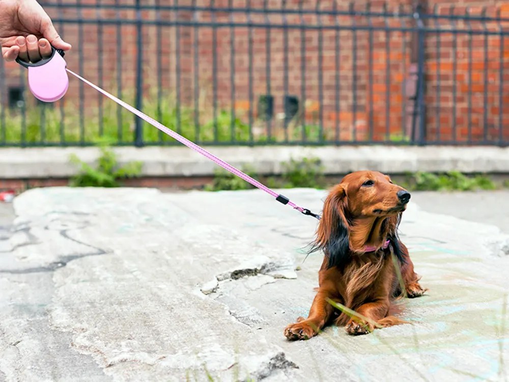 More Walking Isn't Better. Some Dogs Are Being Walked Into the Ground.