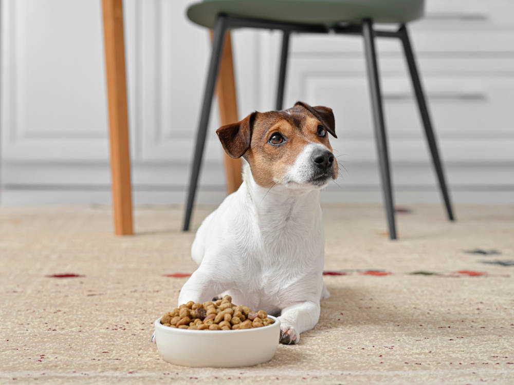 You and Your Dog Are Swapping Microbes. It Might Be Good for Both of You.
