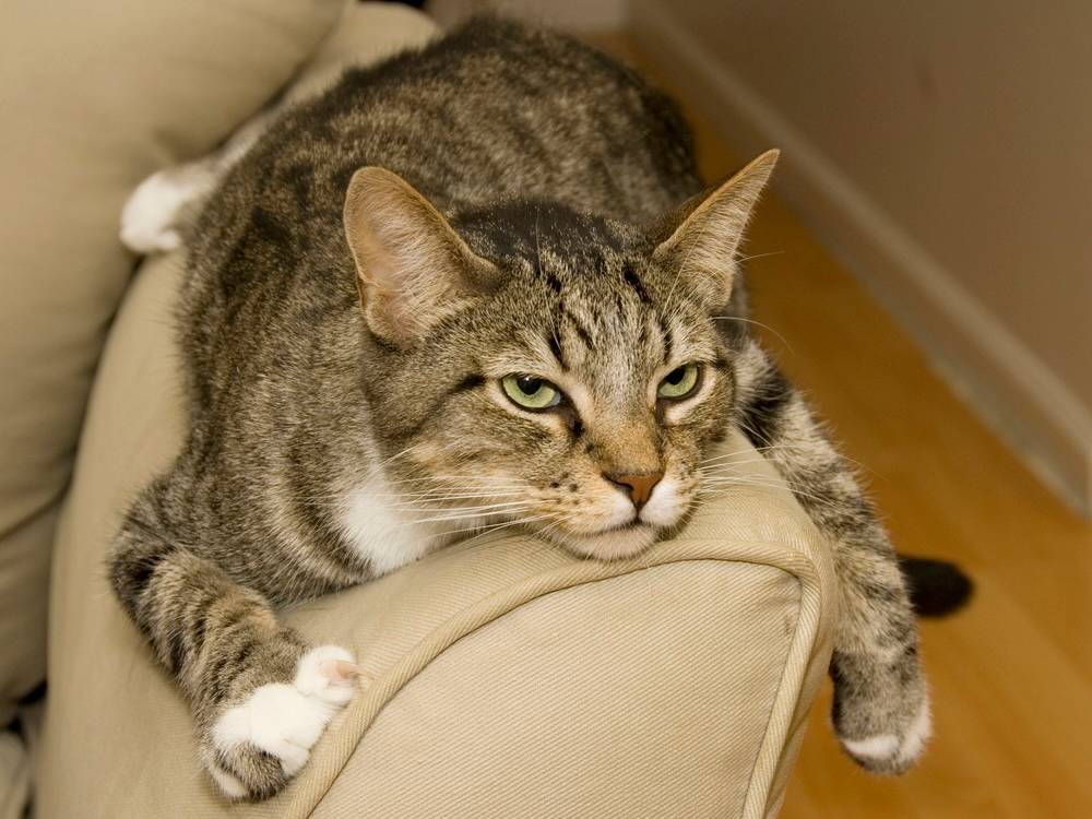 Your Cat Isn't Being Bad. They're Under-Hunted.