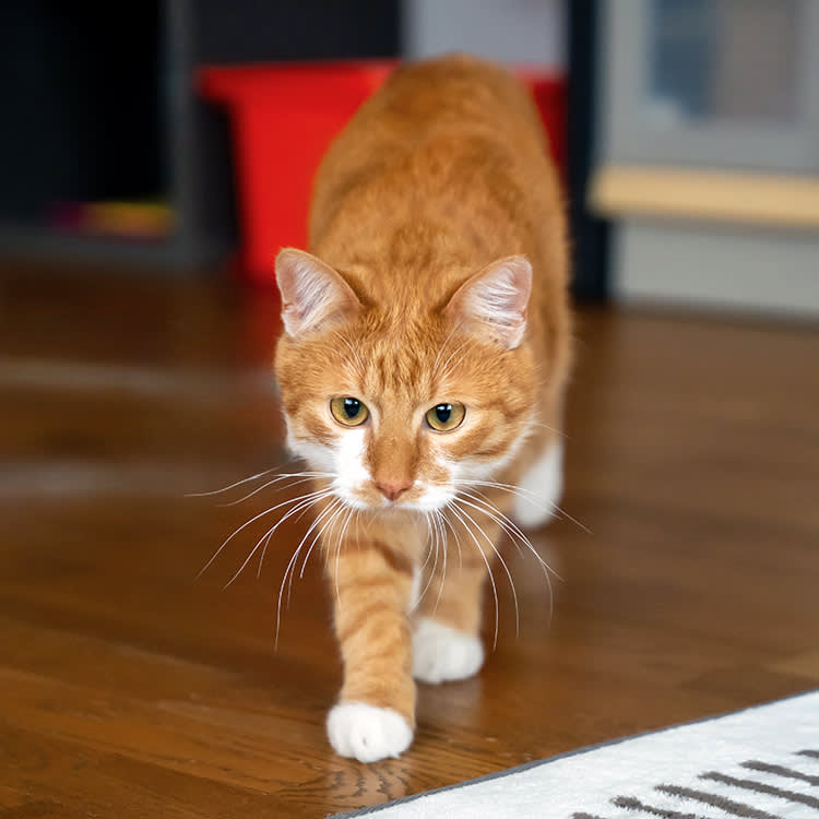 Your Cat Ate a Cockroach. The Bug Isn't the Problem. What's on It Is.