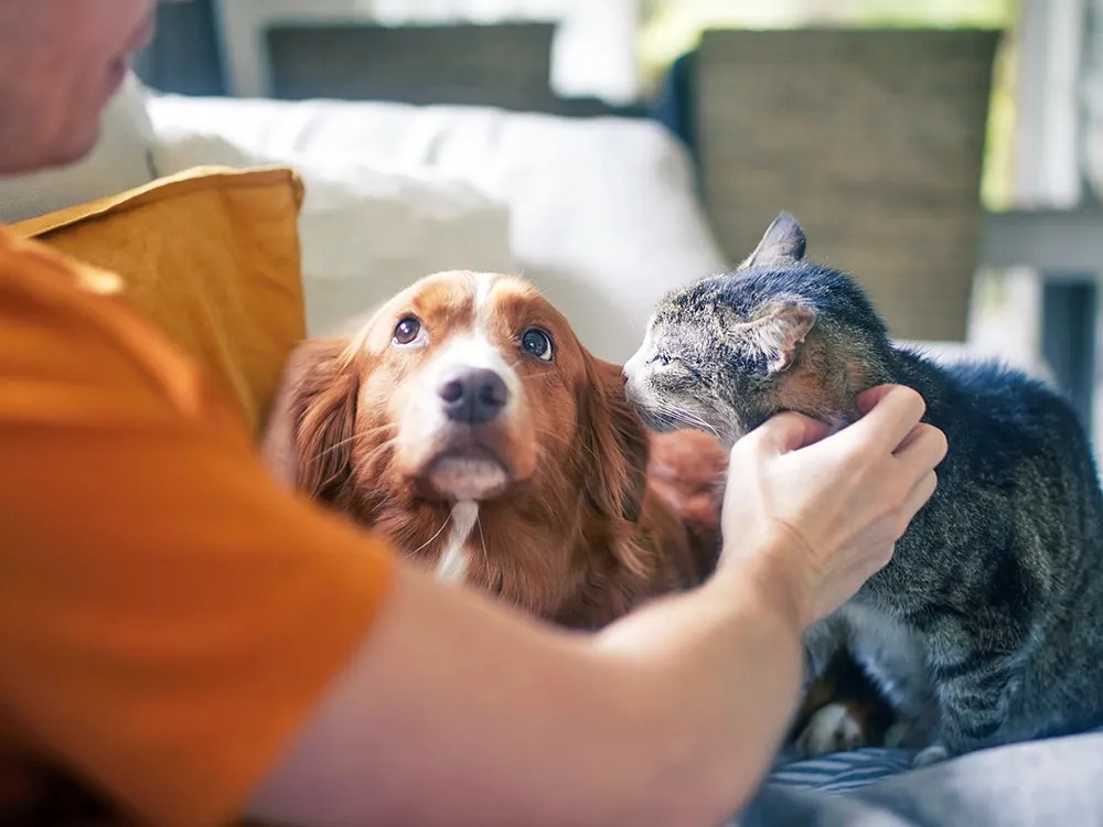 Your Cat Can't Pick Your Face Out of a Lineup. It Doesn't Need To.