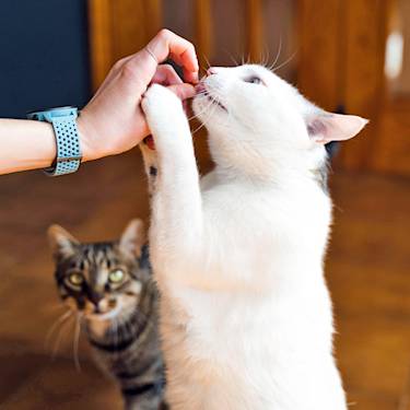 Your Fussy Cat Is Running a Chemistry Test at the Bowl. Here's What Passes