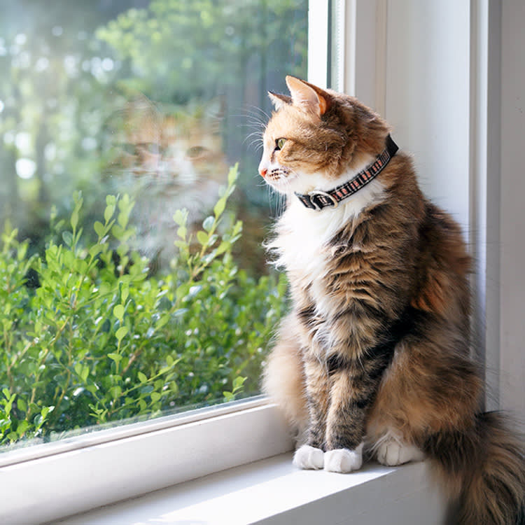 Your Cat Notices the Suitcase. Here's What They Actually Feel.
