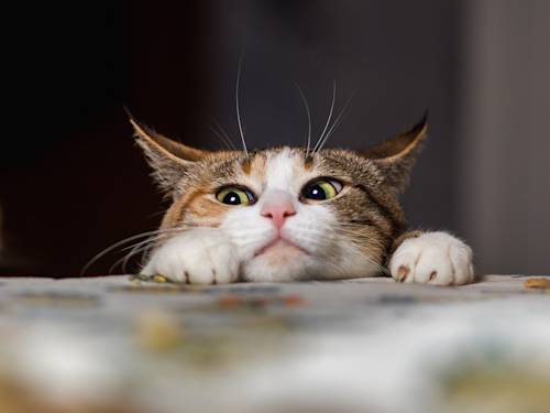 Your Cat Follows You Everywhere Because You're the Restaurant