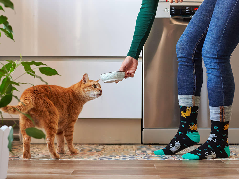Your Cat's 'I'm Starving' Act Is Fake. A Skipped Meal Isn't.