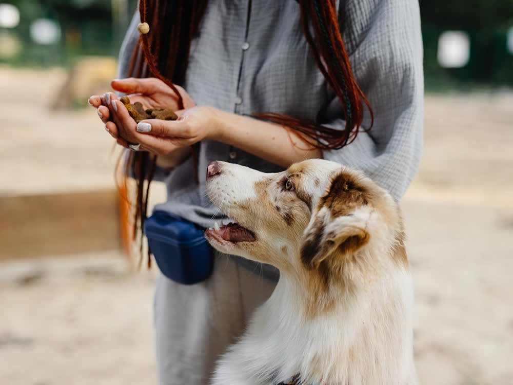 Your Dog Can't Do Math. But They're Definitely Keeping a Tally.