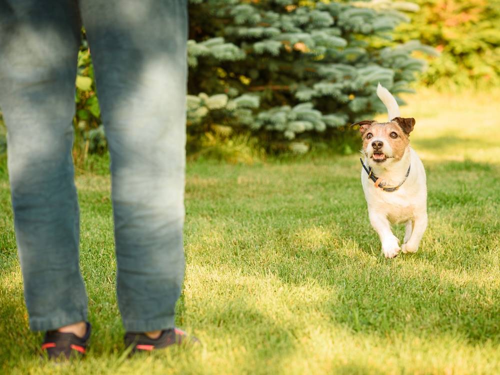 Your Dog Doesn't Know Its Name. It Knows What the Name Predicts.