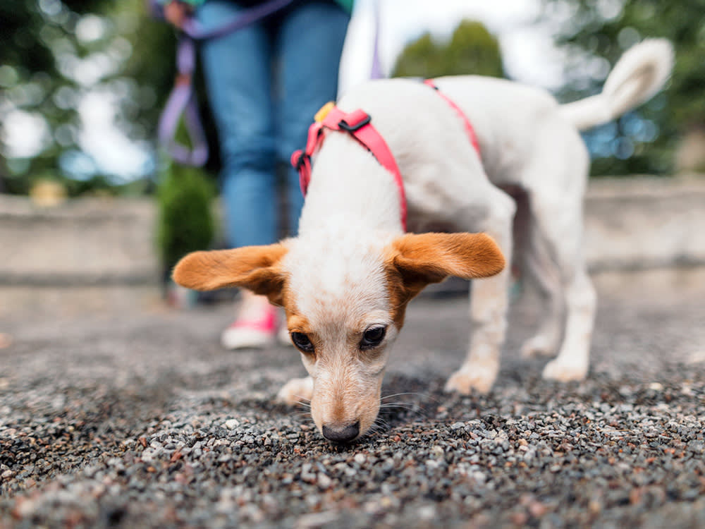 Your Dog Isn't Staring at Nothing. You're Just Missing Their World