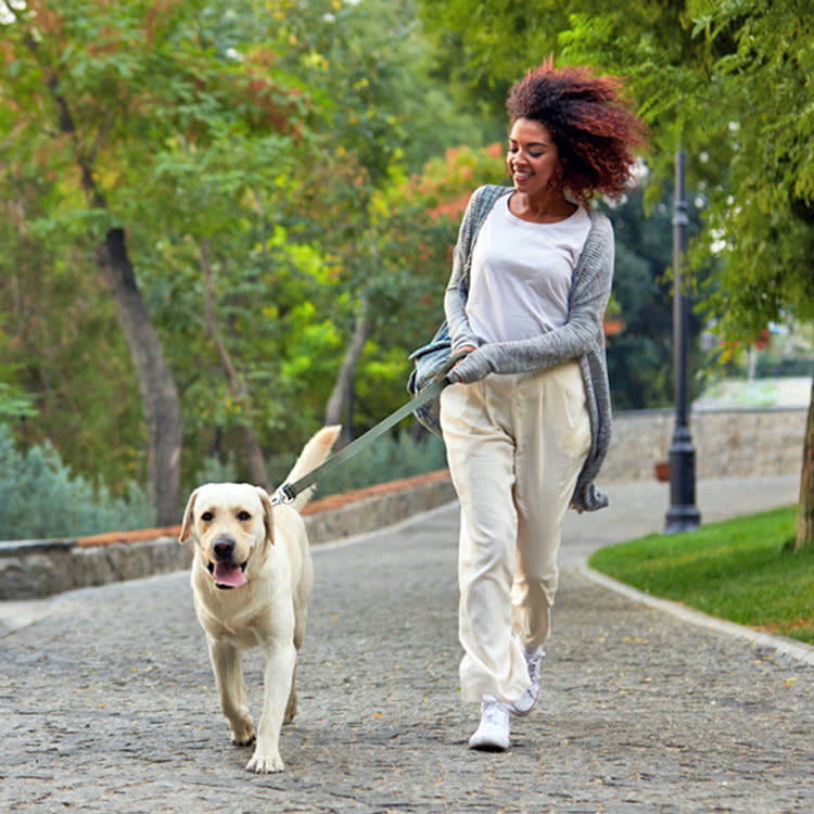 A Walk Burns Calories. It Doesn't Build a Fit Dog. Here's the Difference.