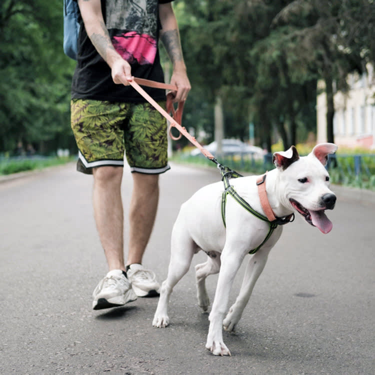 Your Dog's Behavior Problem Probably Isn't Your Fault
