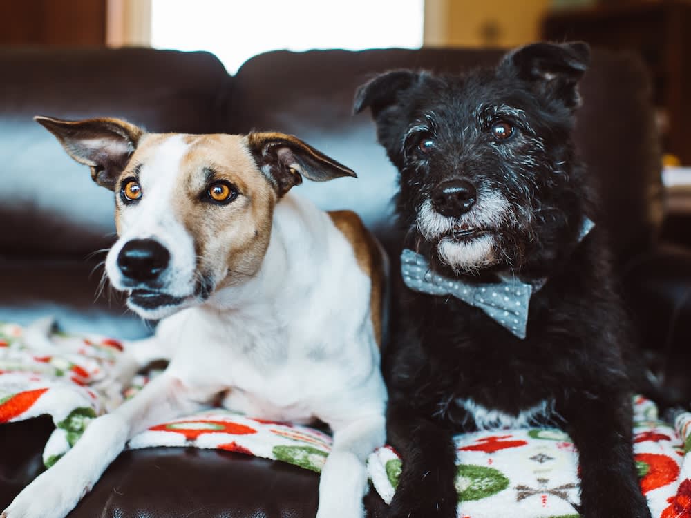 Your Dog Is a TV Critic, and Their Reviews Depend on Their Personality