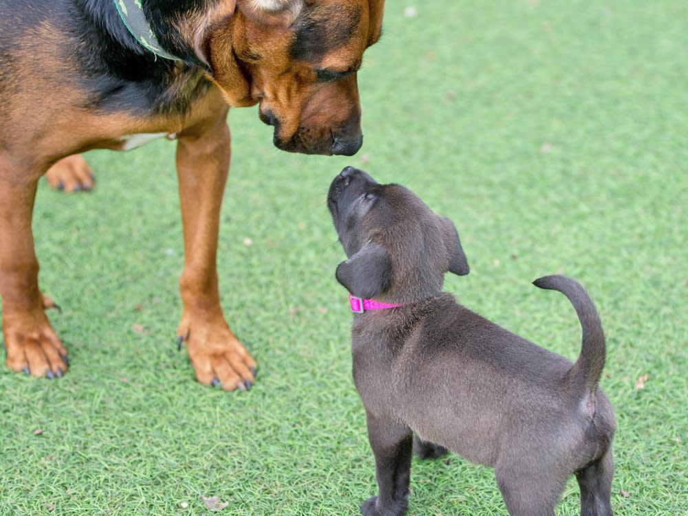 Your 'Dominant' Dog Isn't the Problem. Your Puppy Has No Brakes.