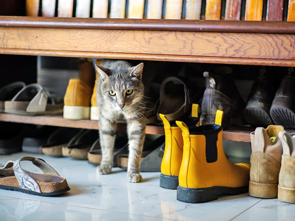 That 'Come Here' Cat Video Works. Your Own Voice Works Better.