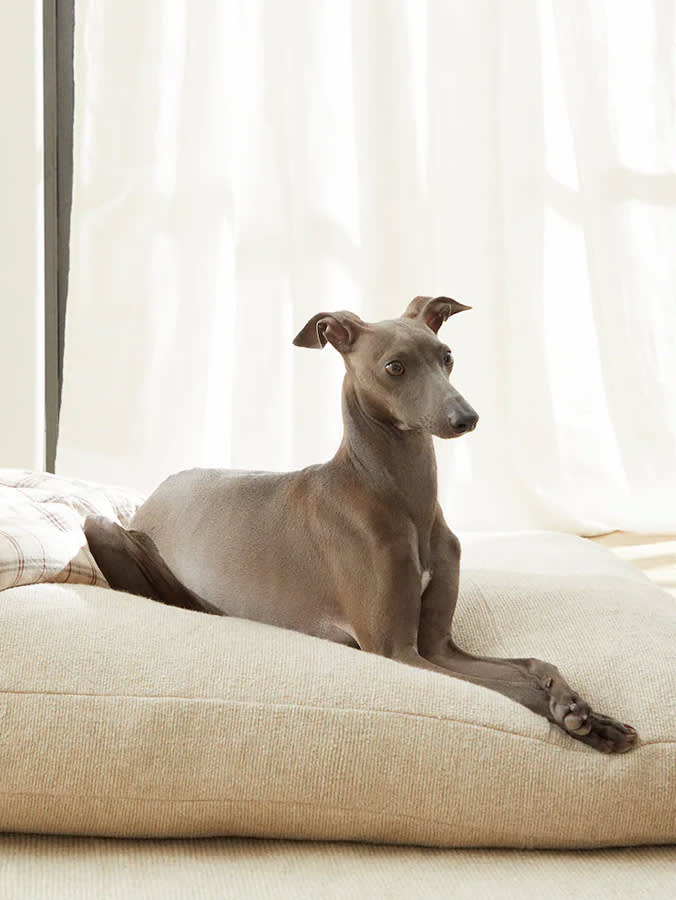 Zara's Pet Collection Is Beautiful. Half of It Shouldn't Go Near a Dog.